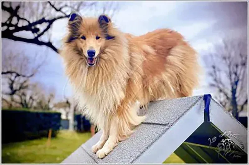 Rose à l'agility