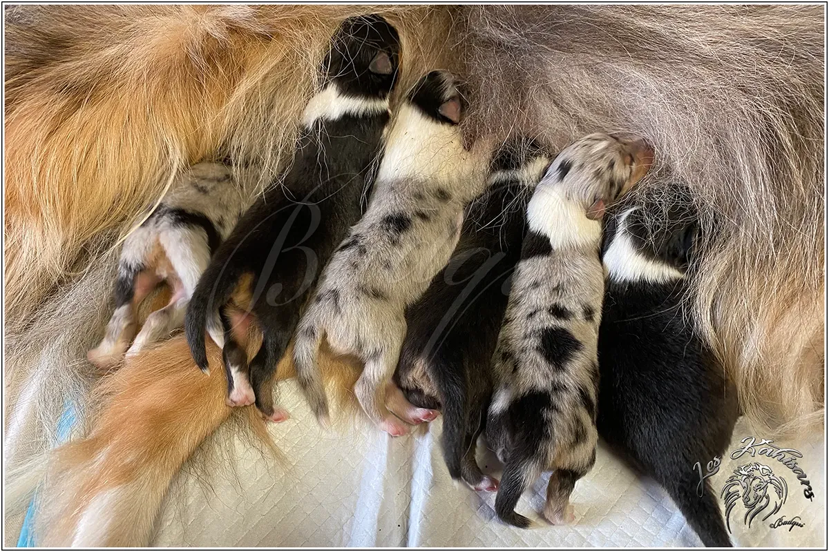 Annonce naissance des chiots de Queen