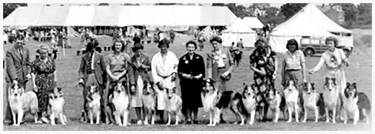 Exposition au British Breed Show en 1951