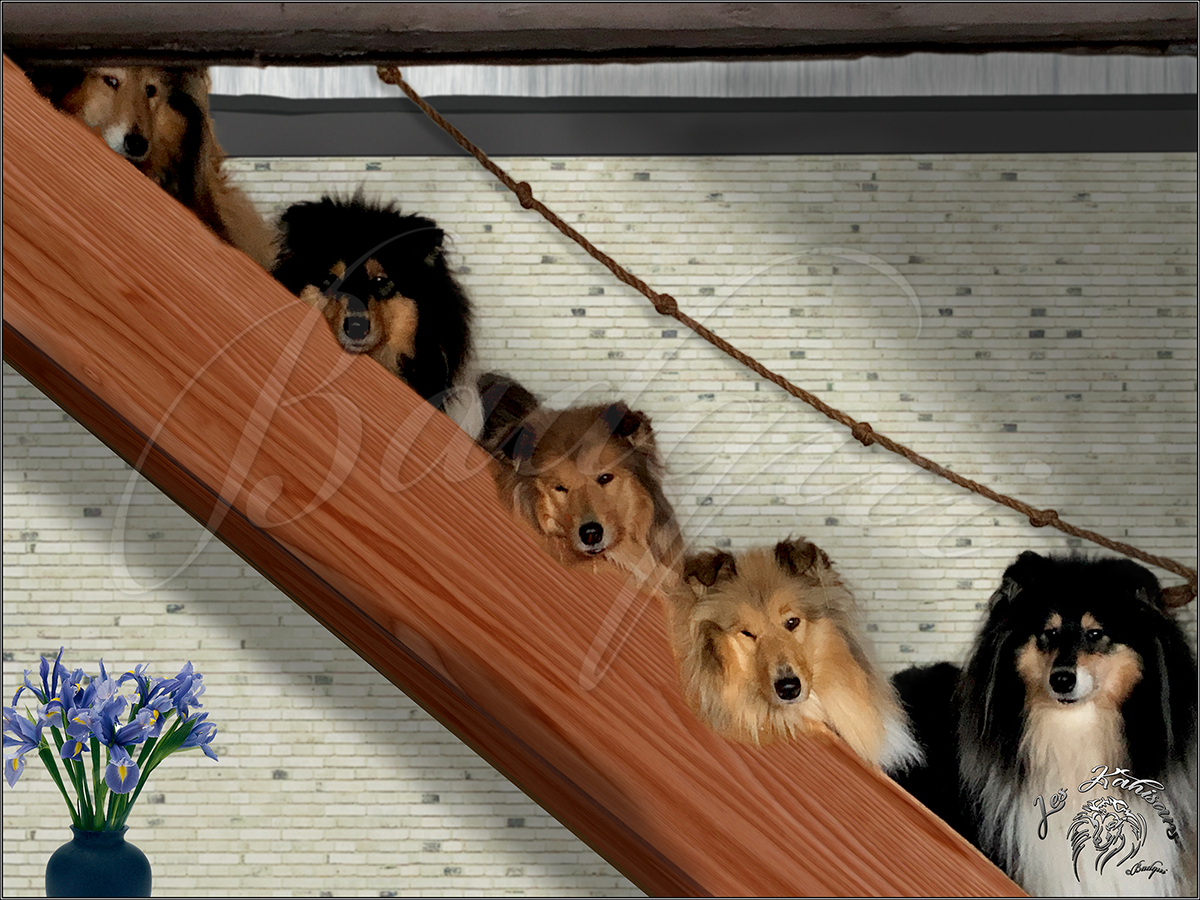 Brochette de colleys couchés dans l'escalier