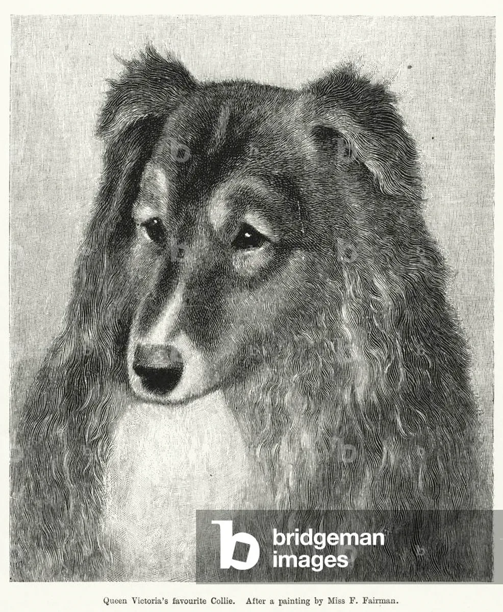 Peinture du chien préféré de la Reine Victoria, un Colley
