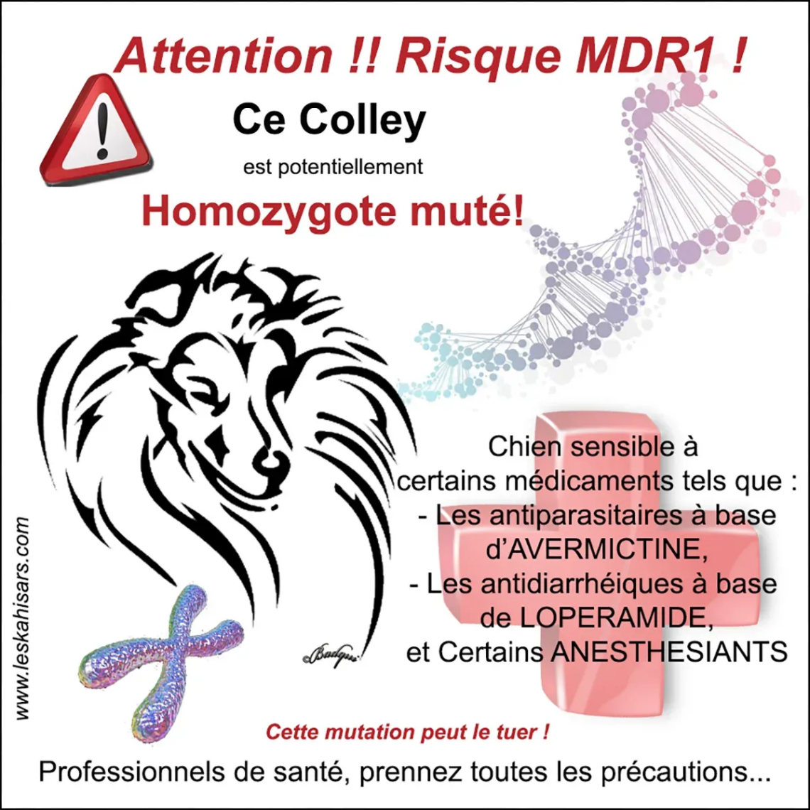 Infographie sur le risque MDR1 chez le Colley