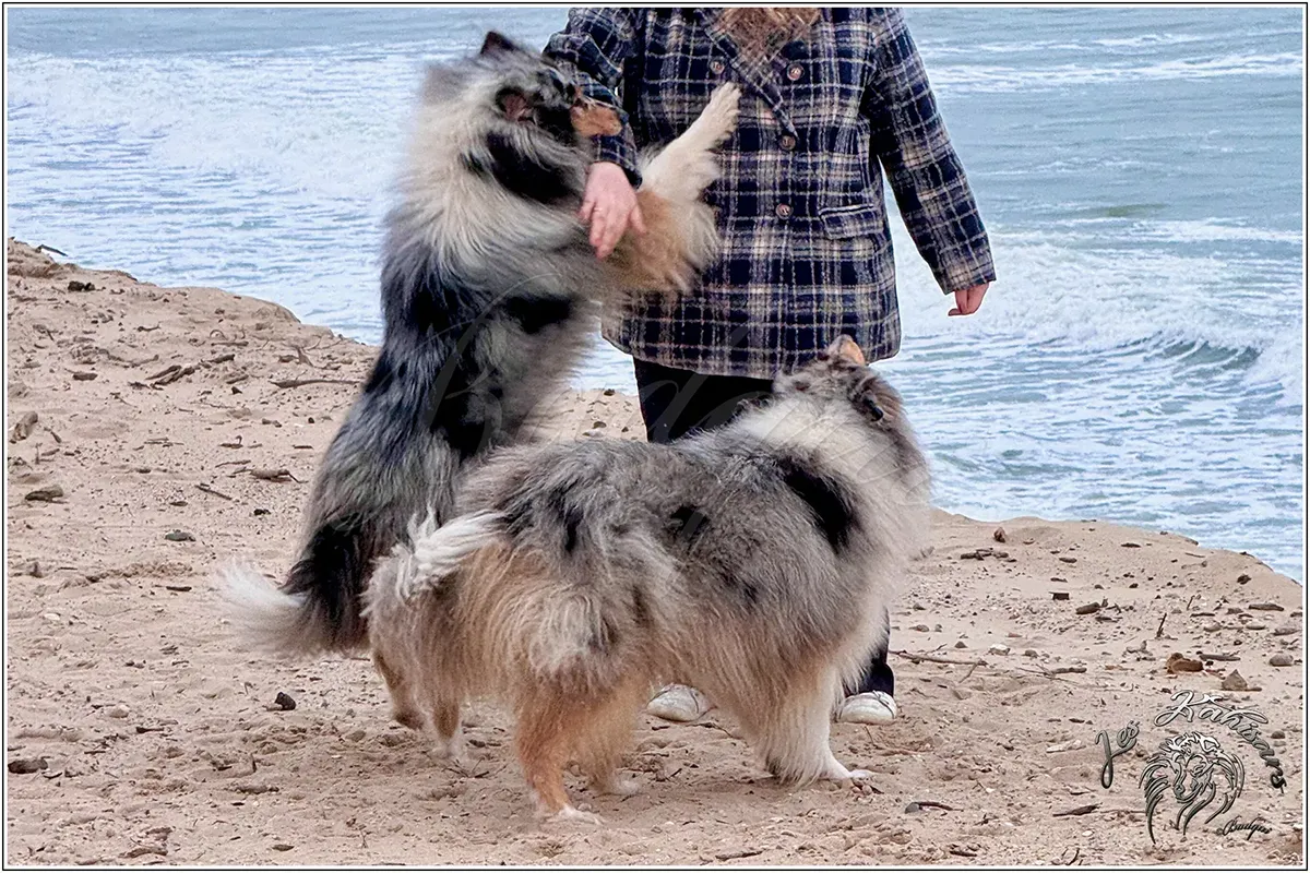 Les filles à la plage