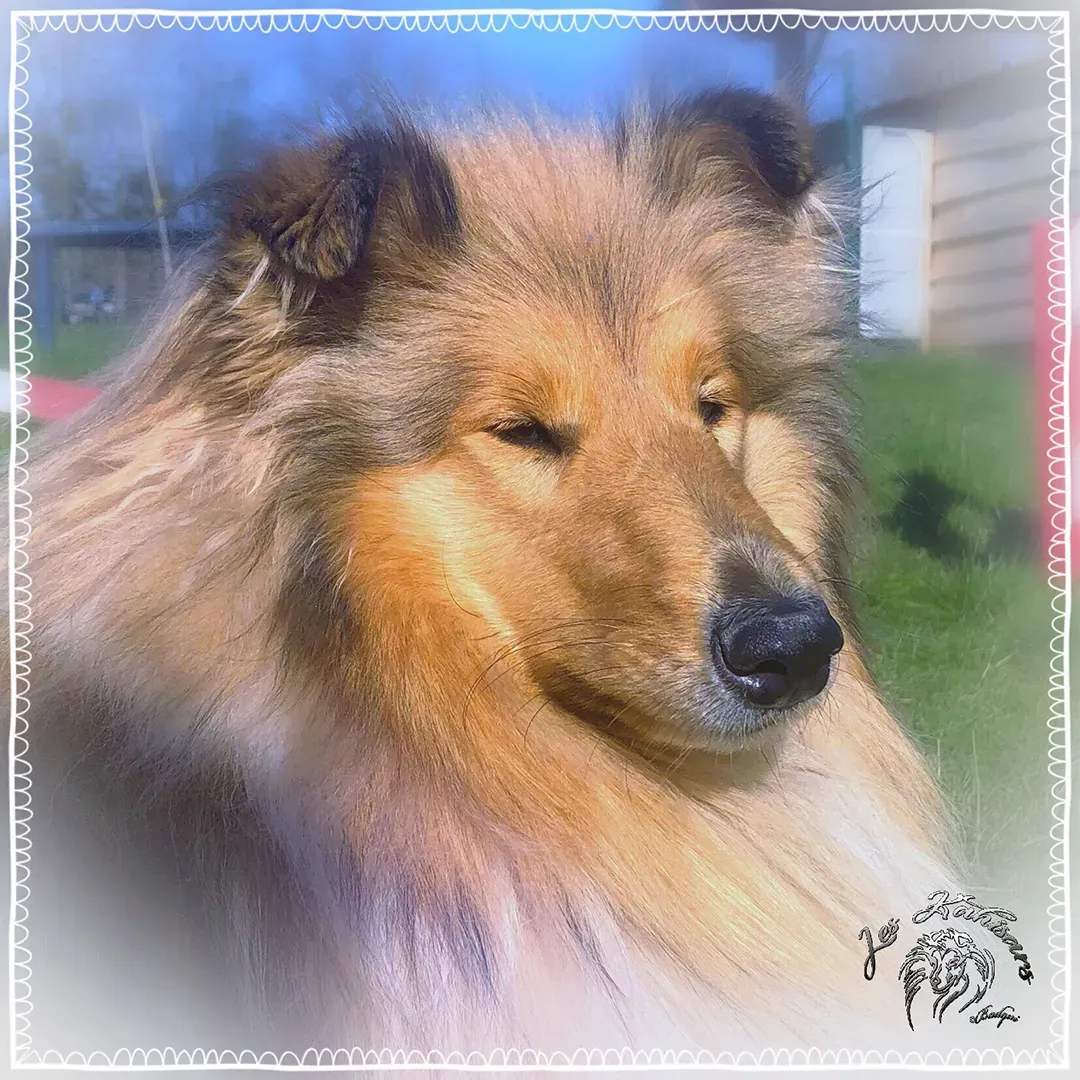 Nala Gold du BDA