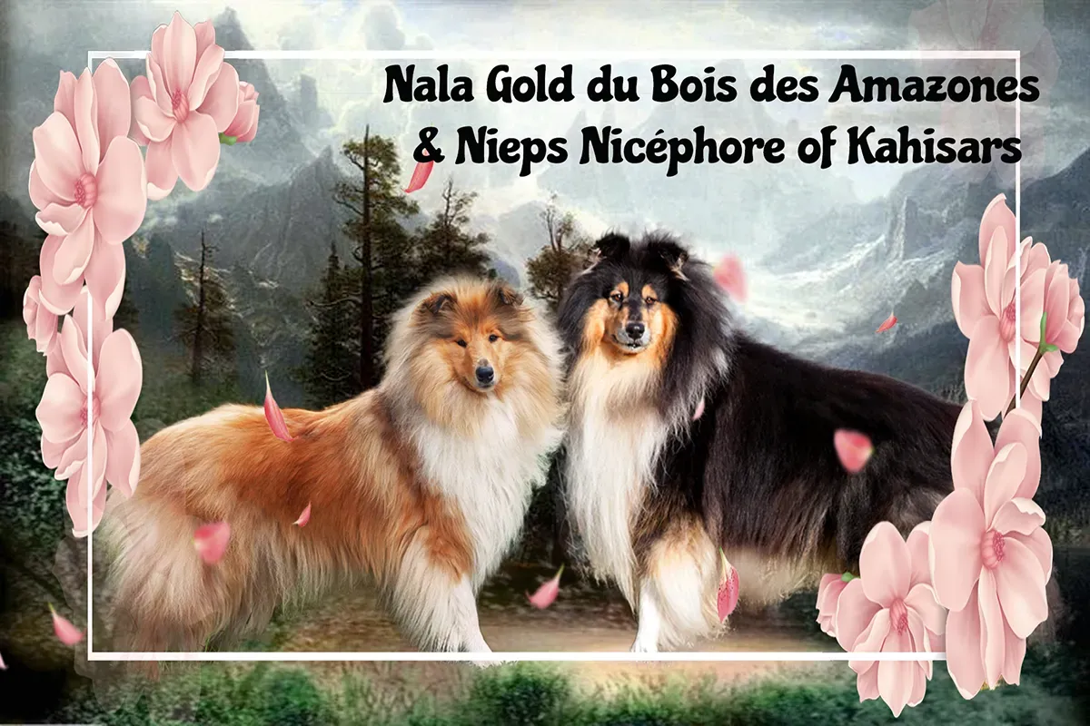 Annonce naissance des jumelles de Nala Gold du BDA