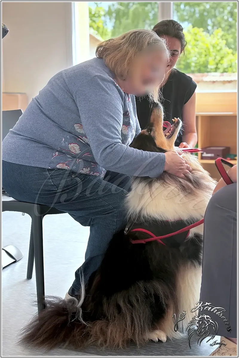 Séance de médiation animale chez le kinésithérapeute