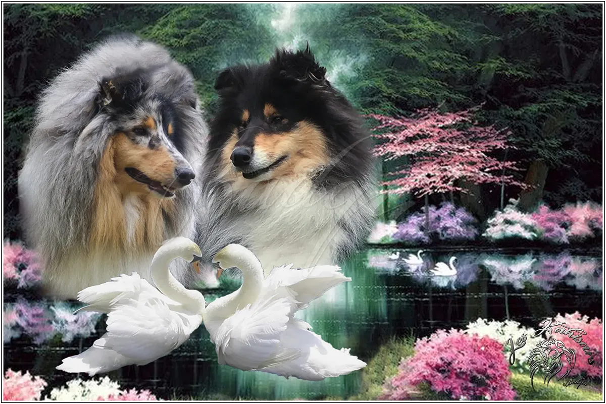 Annonce de la naissance des chiots de Kahina