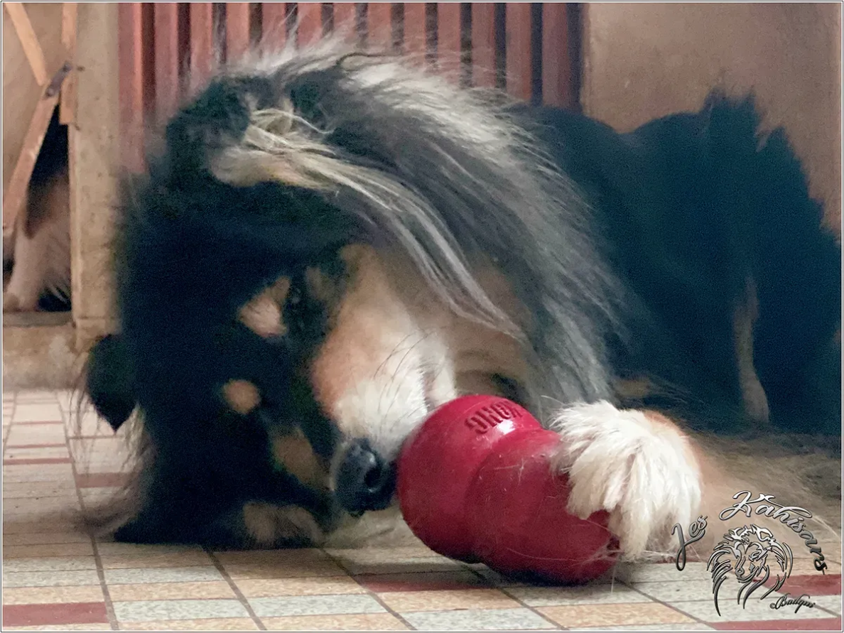 Kahina déguste un Kong
