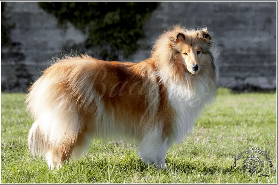 Nala Gold du BDA, femelle fauve Colley