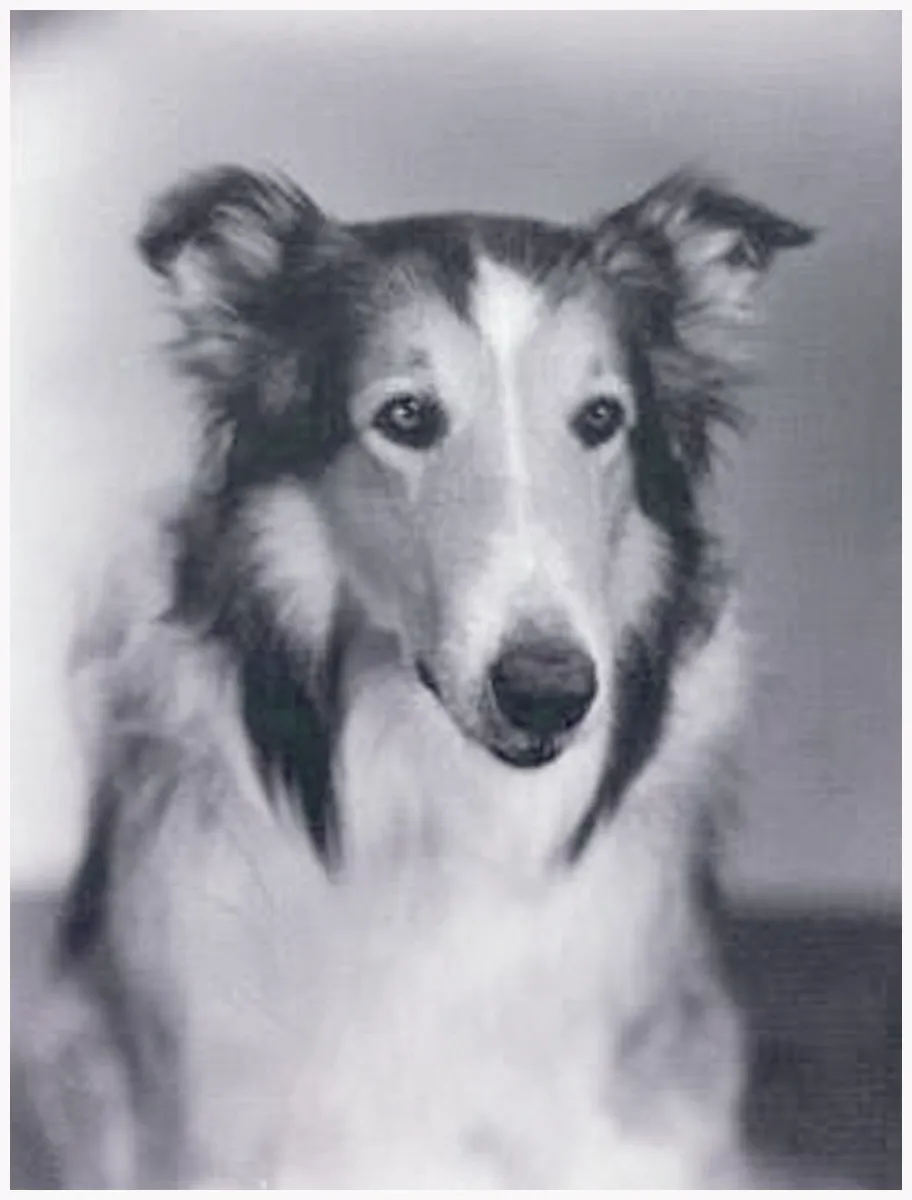 Pal, le chien qui a tenu le rôle de Lassie