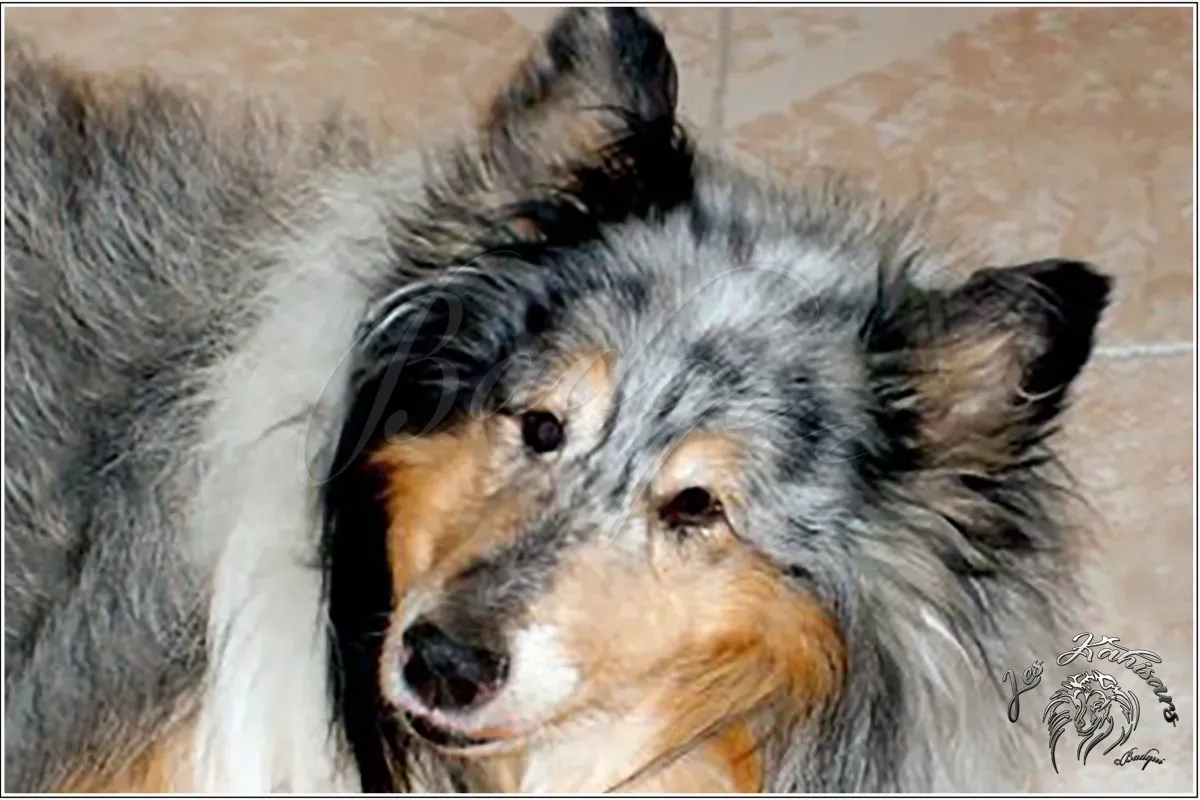 People du Verger de la Groue, Colley mâle bleu merle