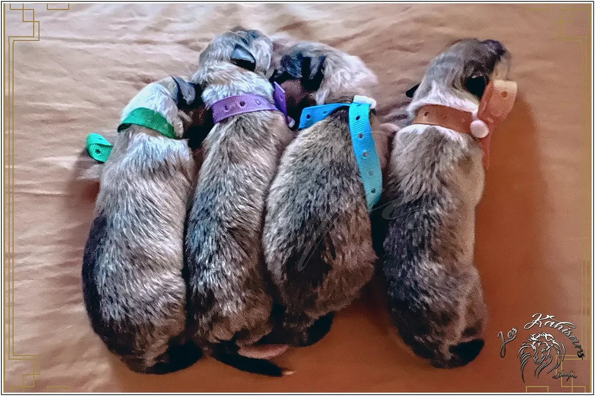 Les bébés de Rose