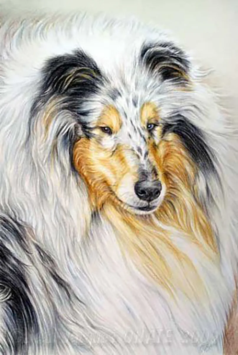 Portrait d'une femelle Colley