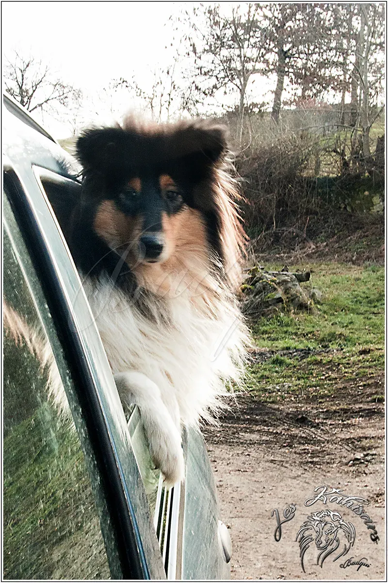 Nancy en voiture nous attend de pattes fermes !