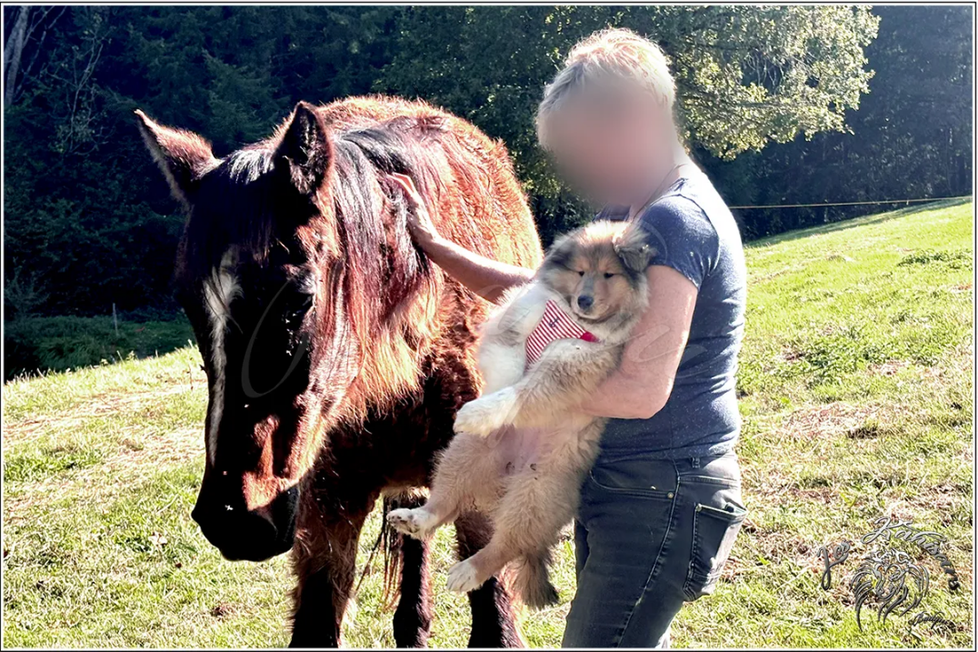 Sociabilisation d'un chiot avec un cheval
