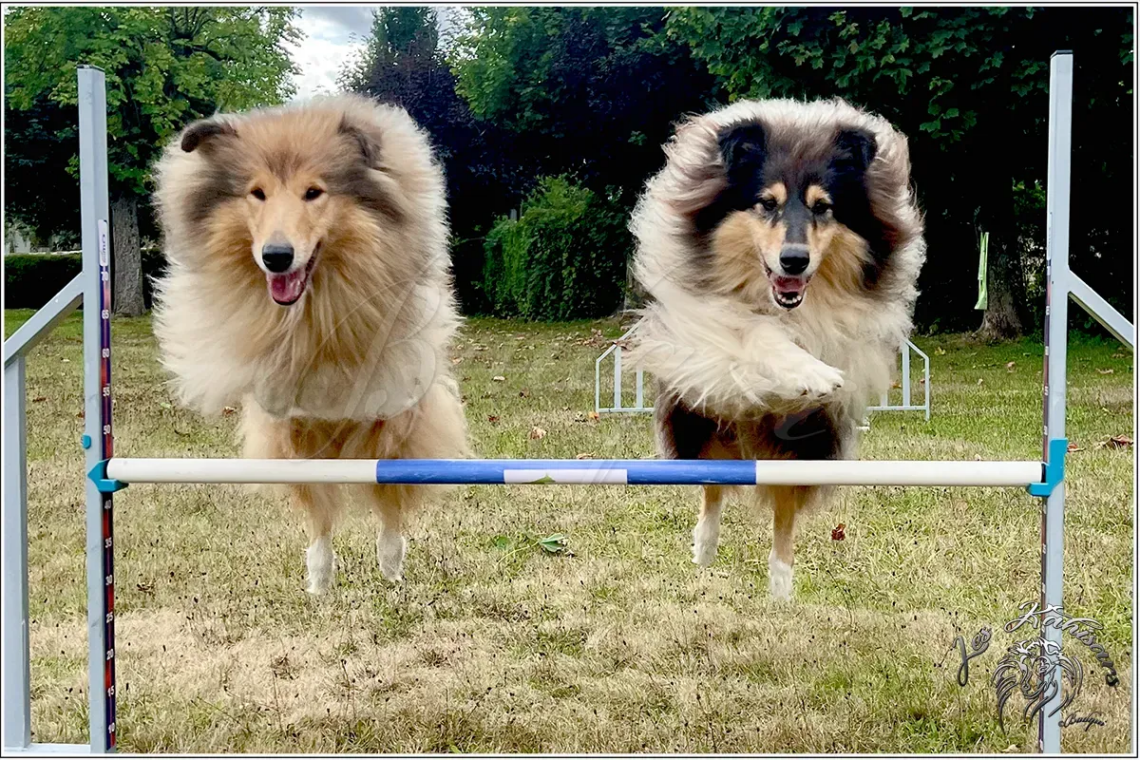 Saut d'agility synchronisé pour deux Colley