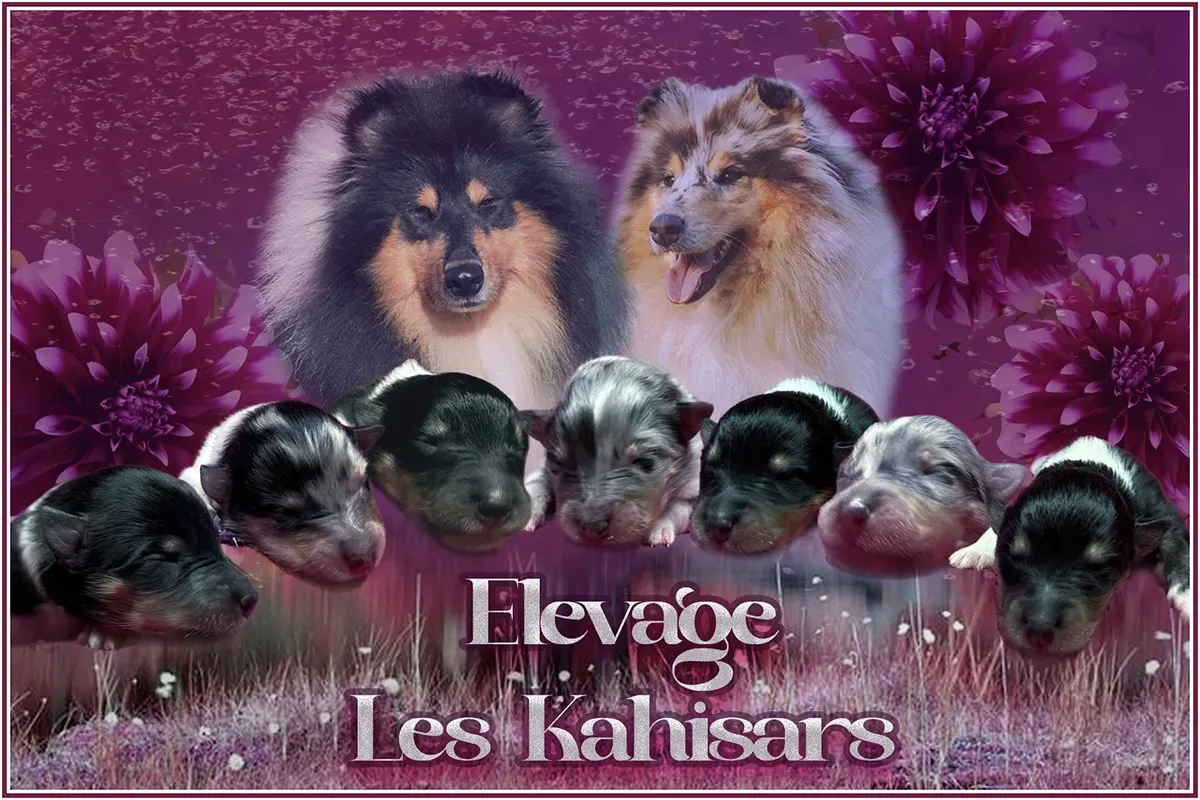 Annonce naissance Romantic Eyes of Kahisars