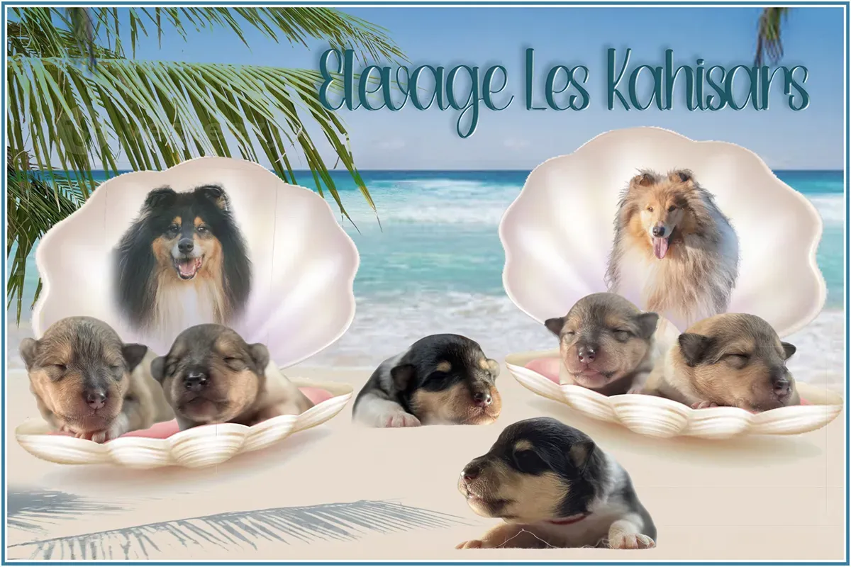 Annonce naissance bébés de Rosa Parks of Kahisars