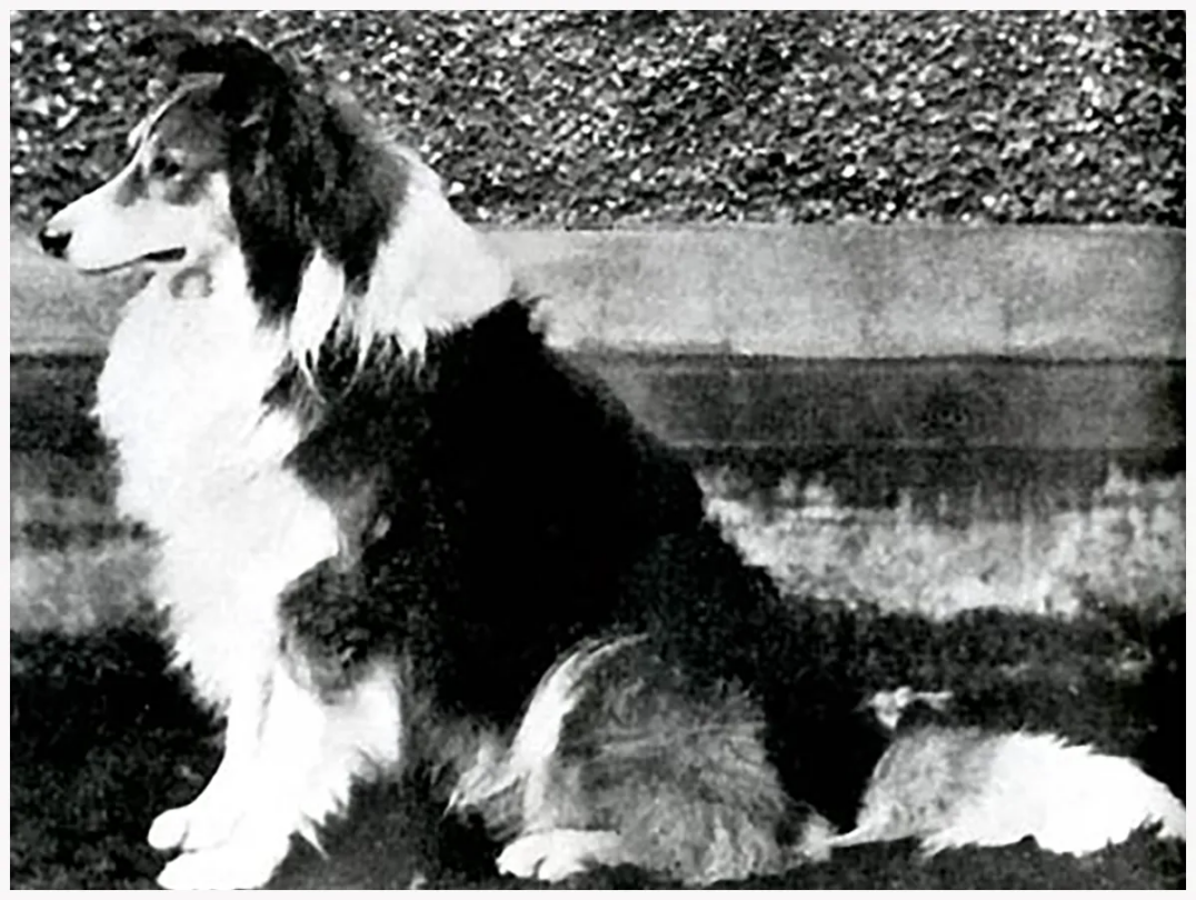 Charlemagne, un Colley champion né en 1879