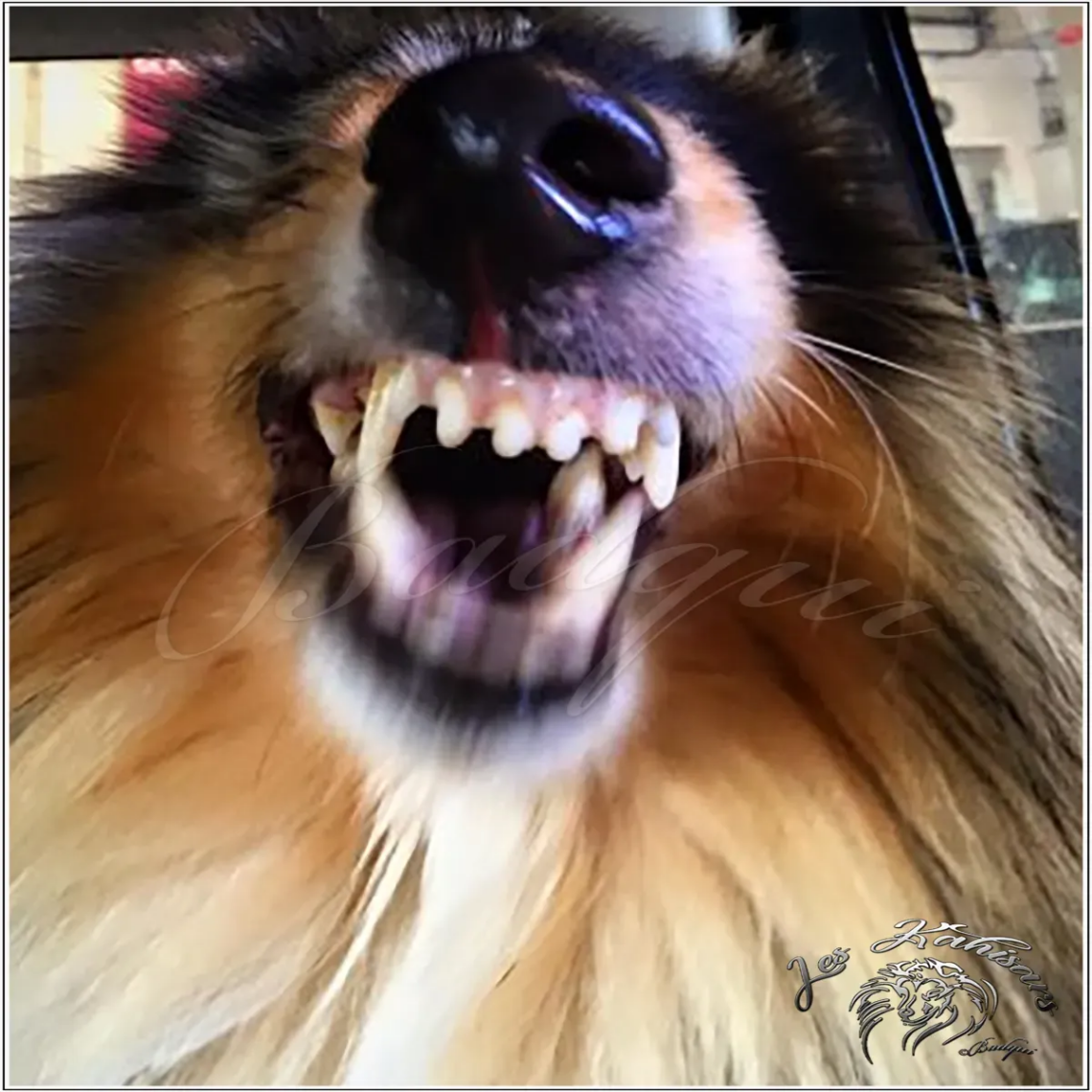 Les dents d'un Colley