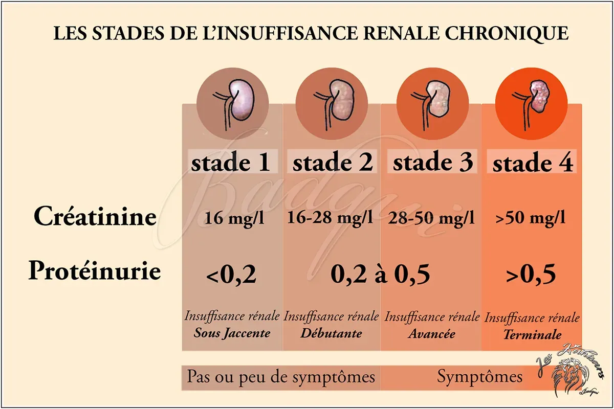 Infographie sur les différents satades de l'insuffisance rénale