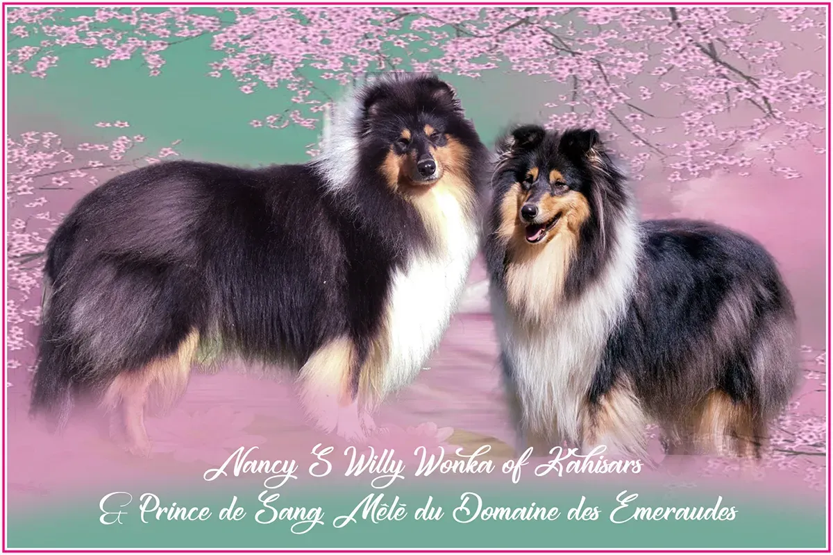 Annonce naissance bébés de Nancy'S wily Wonka of Kahisars