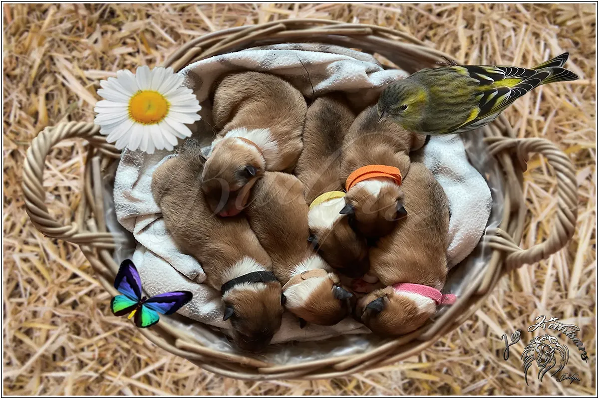 Annonce naissance Nala Gold du BDA