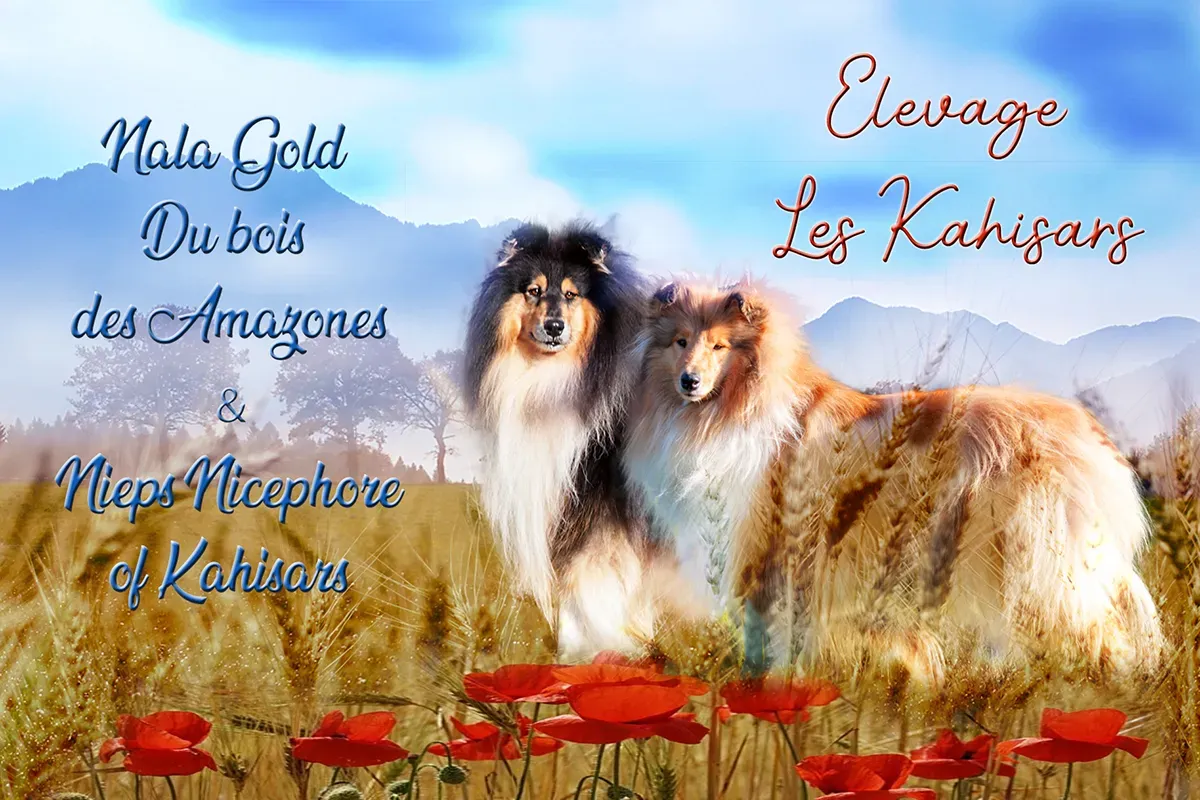 Annonce naissance Nala Gold du BDA