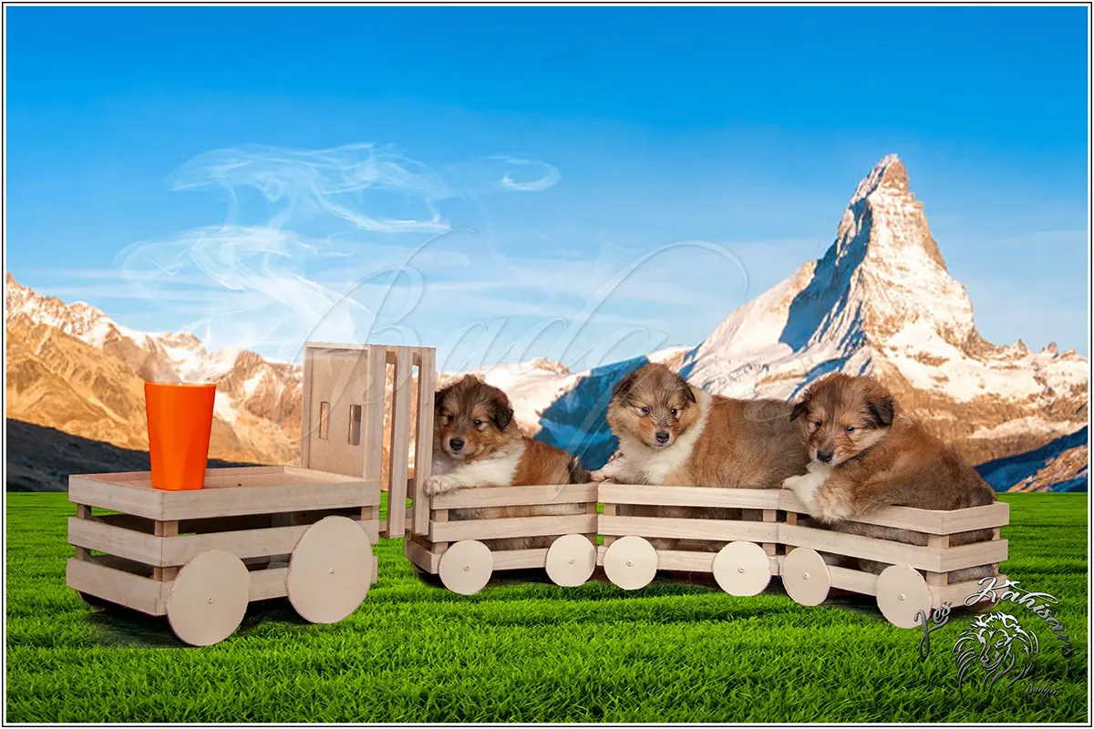 Petit train de Garçons