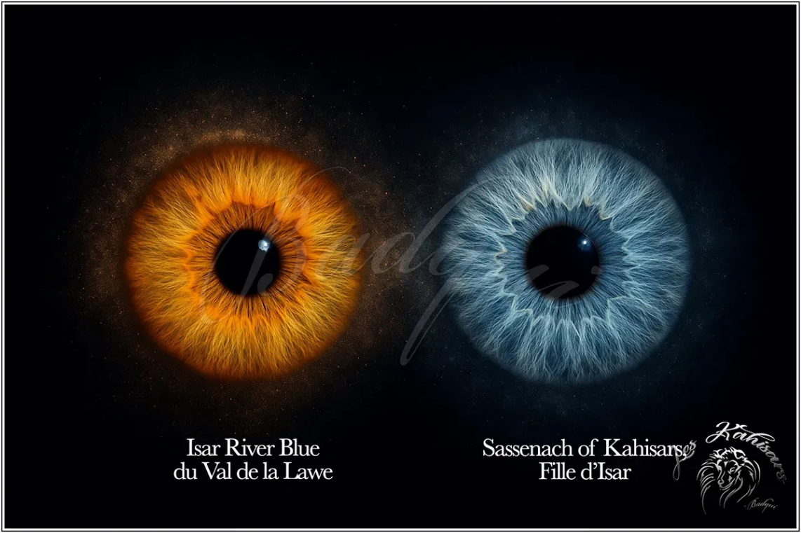 Les yeux de nos Colleys vus par l'IA