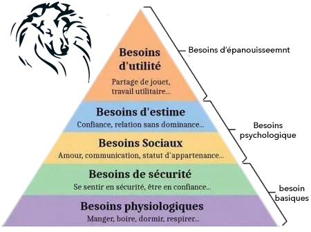 Pyramide des besoins du chien