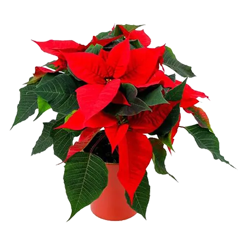 photo d'un Poinsettia