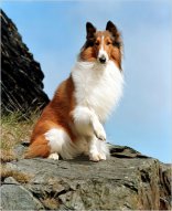 Pal du film Lassie cien fidèle