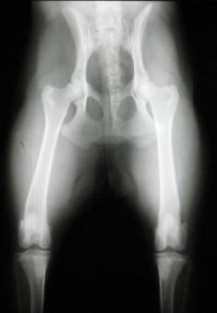 Radiographie des hanches chez le chien