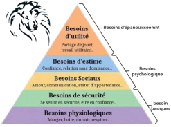 Pyramide des besoins du chien selon Les Kahisars