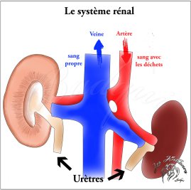 Le système rénal