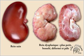 Le rein dysplasique chez le chien